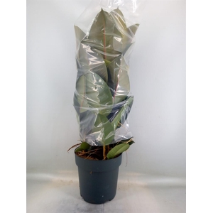 Ficus elastica 'Robusta'