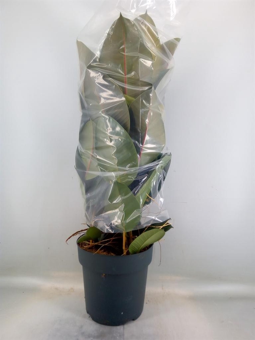 <h4>Ficus elastica 'Robusta'</h4>
