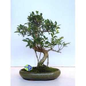Ficus retusa, 39cm., shape, without drip tray