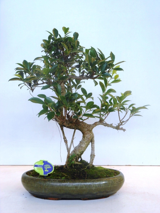 <h4>Ficus retusa, 39cm., shape, without drip tray</h4>