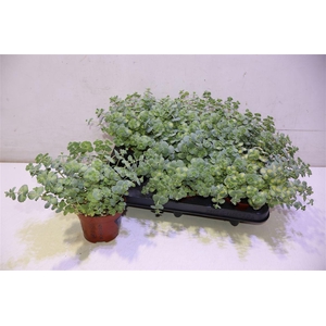 arr8 Sedum Si Mediovarieg