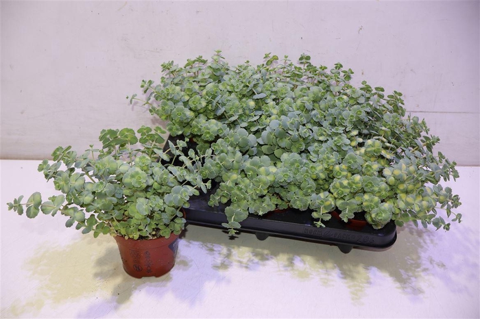 <h4>arr8 Sedum Si Mediovarieg</h4>