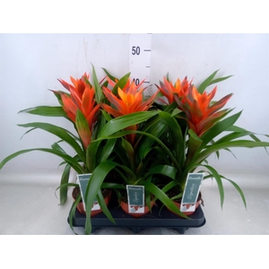 Guzmania  'Variada'