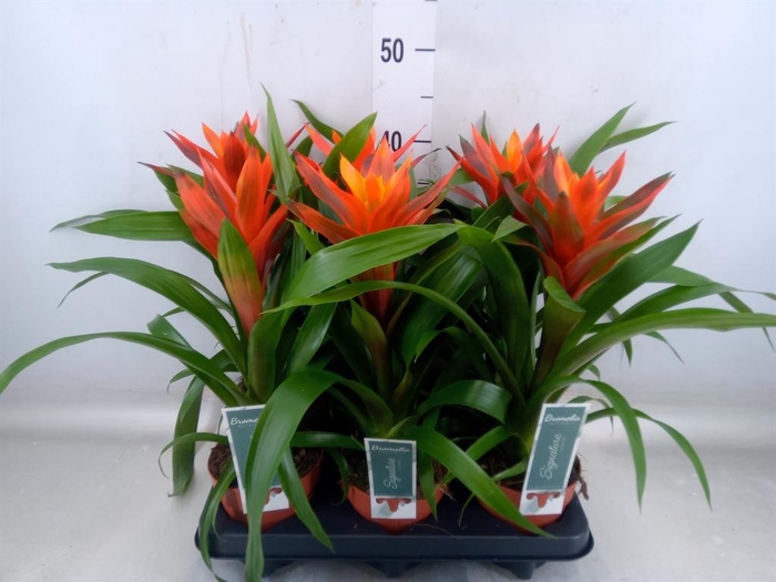 <h4>Guzmania  'Variada'</h4>