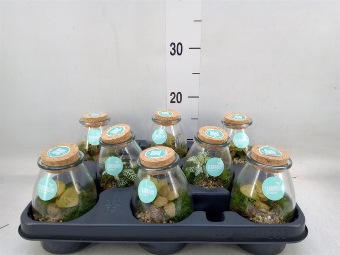 <h4>Arr.    Planten  L%</h4>