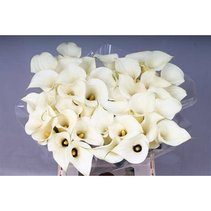Zantedeschia snowstar
