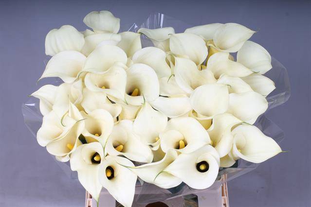 <h4>Zantedeschia snowstar</h4>