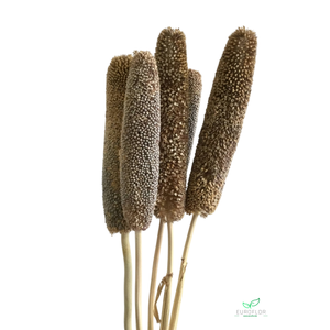 DRIED FLOWERS - BABALA NATURAL DIK 5PCS