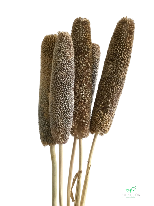 DRIED FLOWERS - BABALA NATURAL DIK 5PCS