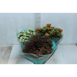 KALANCHOE DOBRADO C21