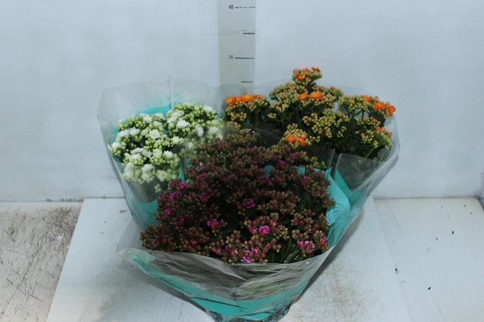 <h4>KALANCHOE DOBRADO C21</h4>