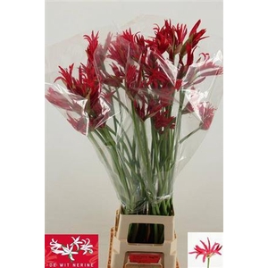 Nerine Co Desi