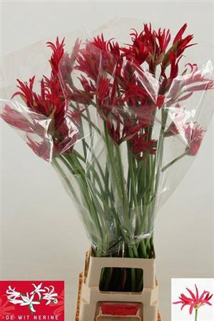 <h4>Nerine Co Desi</h4>