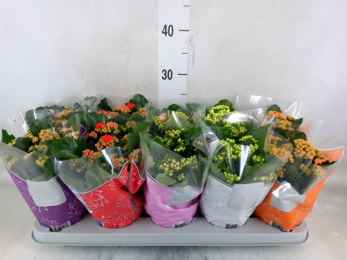 <h4>Kalanchoe blos. 'Perfecta'  ..mix 5</h4>