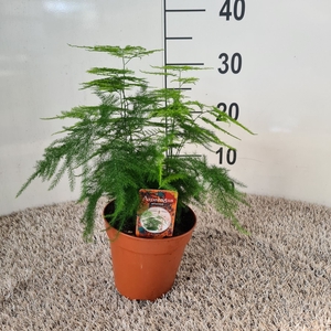 Asparagus setaceus