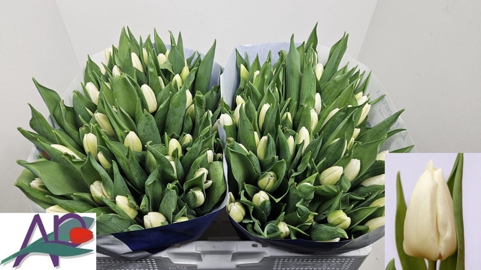 <h4>TU EN WHITE PRINCE</h4>