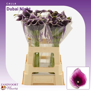 ZANT DUBAI NIGHTS
