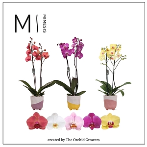 Mimesis Phal. Mix - 2 spike 12cm in Gabby mix ceramic