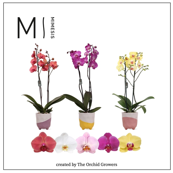 <h4>Mimesis Phal. Mix - 2 spike 12cm in Gabby mix ceramic</h4>