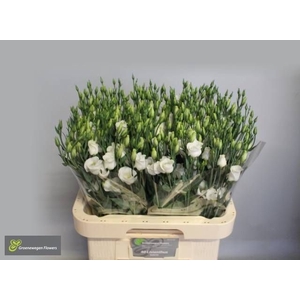 EUS E PICCO WHITE