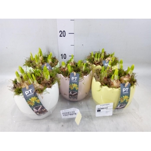 Arr.  Narcissus Tete Tete L%