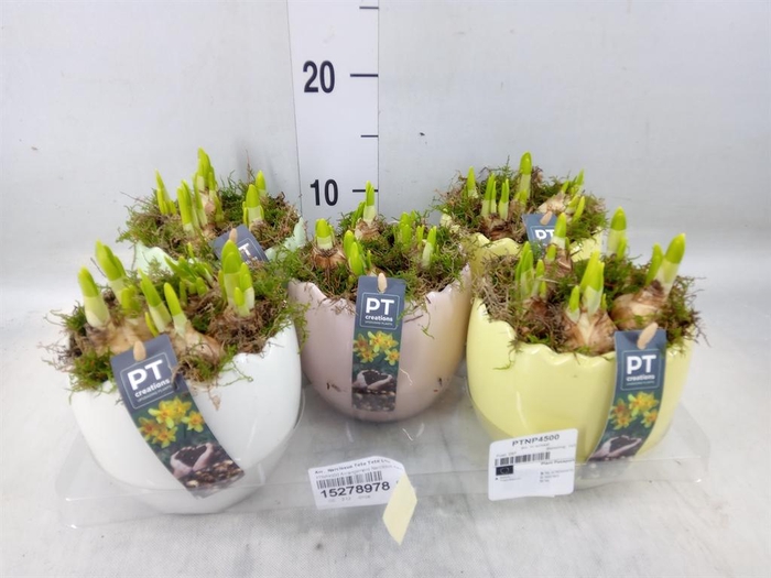 <h4>Arr.  Narcissus Tete Tete L%</h4>