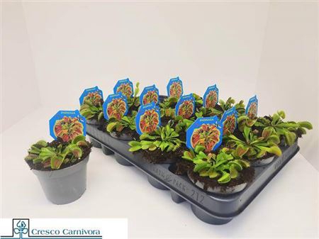 <h4>Dionaea Muscipula</h4>