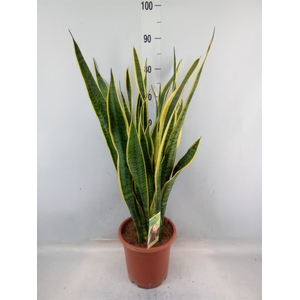 Sansevieria trifa. 'Laurentii'