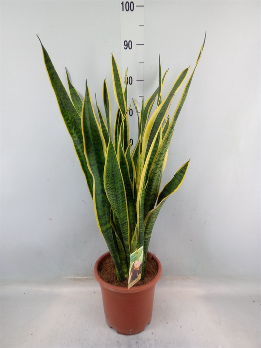 <h4>Sansevieria trifa. 'Laurentii'</h4>