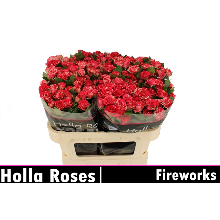 <h4>Fireworks</h4>