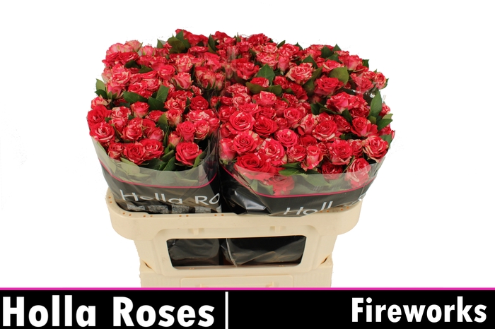<h4>R Tr Fireworks</h4>