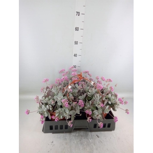 Kalanchoe NF pumila