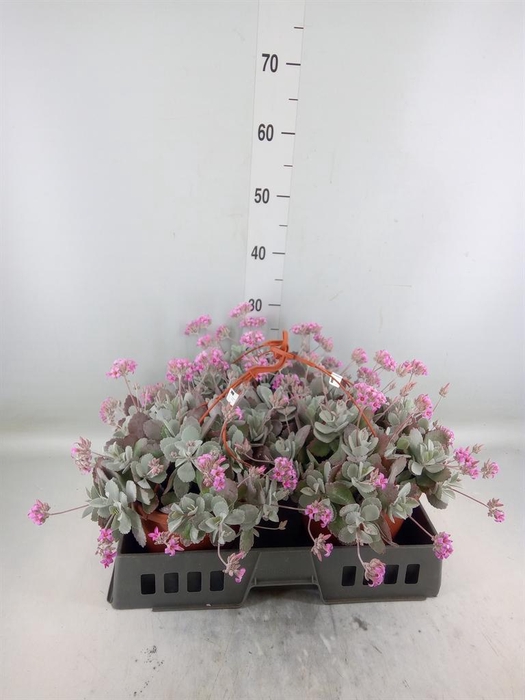 <h4>Kalanchoe NF pumila</h4>