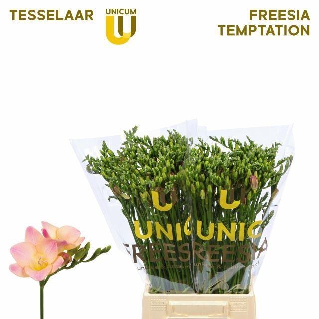 <h4>FREESIA ENK TEMPTATION 18 GR.</h4>