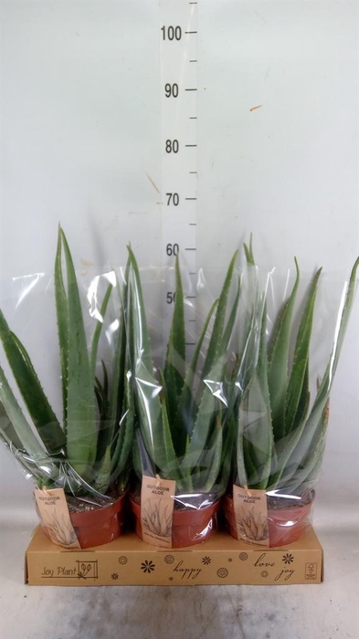 <h4>Aloe vera</h4>