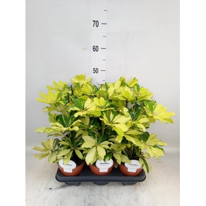 Schefflera arbor. 'Melanie'