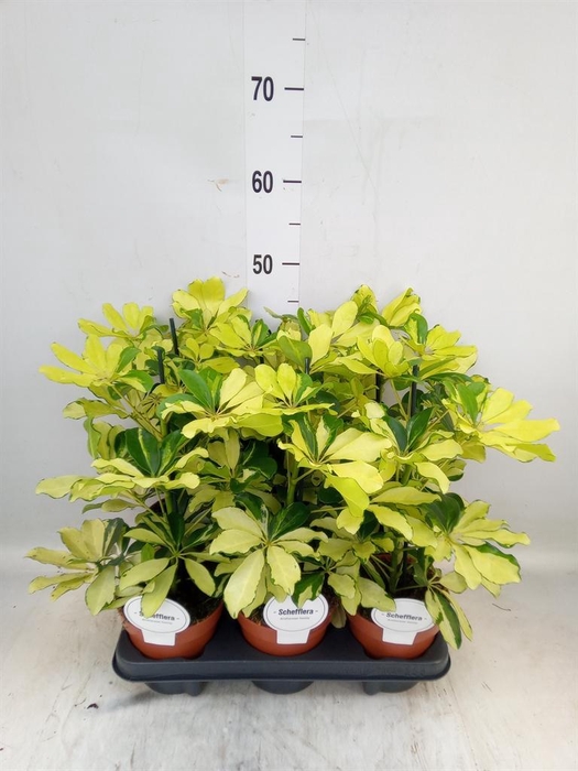 <h4>Schefflera arbor. 'Melanie'</h4>