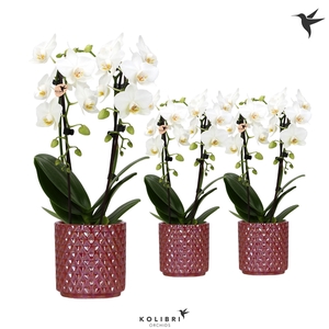 Kolibri Orchids Niagara fall white 2 spike in Diamond Pearl red