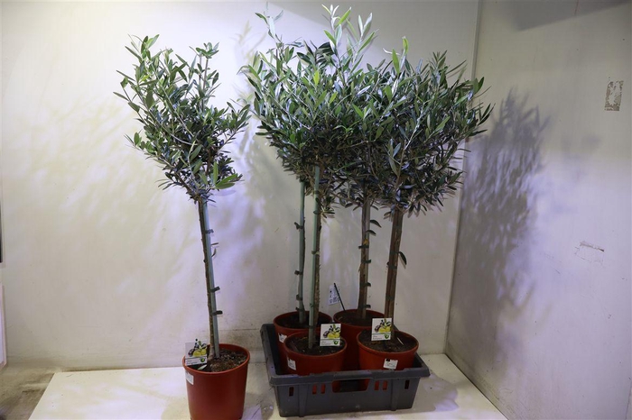 <h4>Olea Europaea</h4>