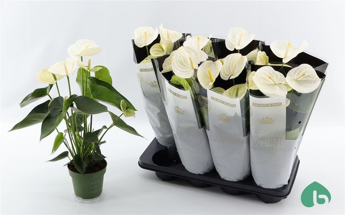 <h4>Anthurium (Andreanum Grp) Alpine</h4>
