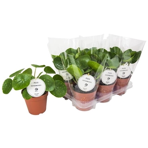 PILEA PEPEROMIOIDES