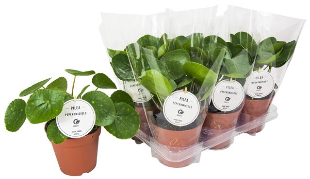 PILEA PEPEROMIOIDES