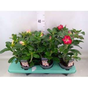 Adenium   ...mix