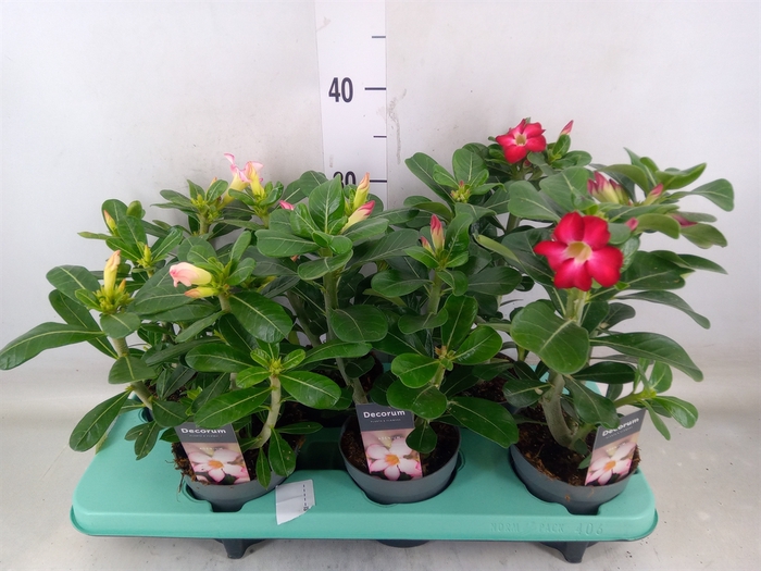 <h4>Adenium   ...mix</h4>