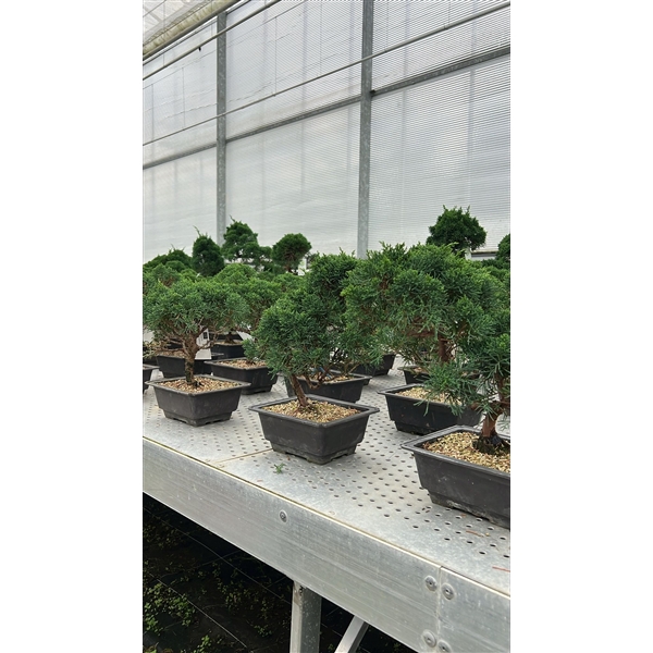 <h4>Juniperus chinensis, 18 cm, in trainingpot</h4>