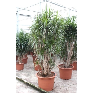 Dracaena marginata