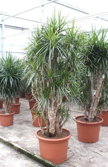 <h4>Dracaena marginata</h4>