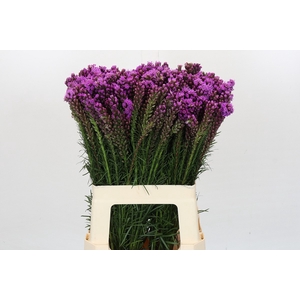 Liatris Spicata