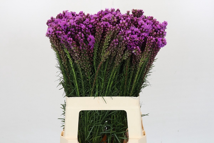 <h4>Liatris Spicata</h4>