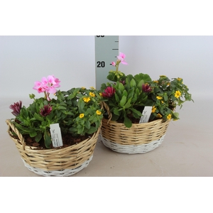 ARR TUINPLANTEN